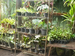 Use Old Storage Racks In Your Garden - plants in pots on metal shelves