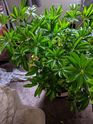 Identifying a Houseplant - green foliage plant with leaves radiating out from the stem