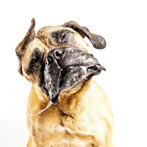 A dog shaking his ears and head.