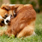 A dog biting his hindquarters due to fleas.