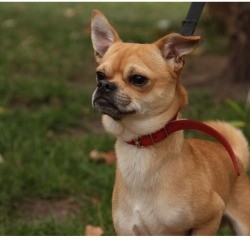 What Is My Chihuahua Mixed With? -light brown and white dog