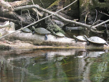 A row of turtles on a log in Florida.