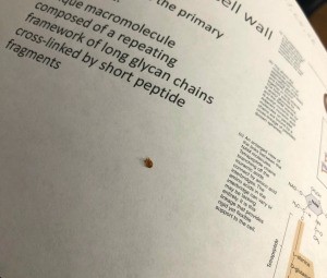 Identifying a Tiny Brown Bug