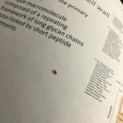 Identifying a Tiny Brown Bug