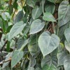 A philodendron scandens vine with green heart shaped leaves.