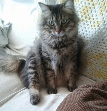 Tuffy (Mixed Breed) - gray and black medium haired tabby