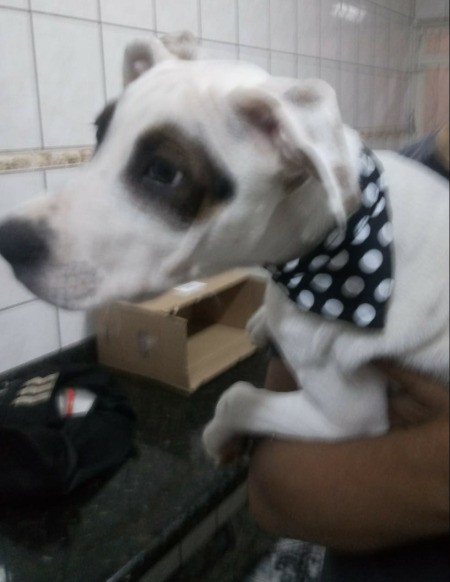 Are They a Pit Bull Mix?