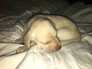 Caring for a 5 Week Old Yellow Lab - sleeping puppy