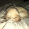 Caring for a 5 Week Old Yellow Lab - sleeping puppy