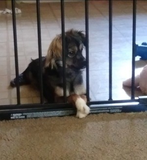 Is My Dog a Chihuahua? - black and tan dog behind a baby gate