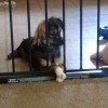 Is My Dog a Chihuahua? - black and tan dog behind a baby gate
