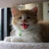 O'Malley (Orange Tabby) - medium haired cat with his tongue out