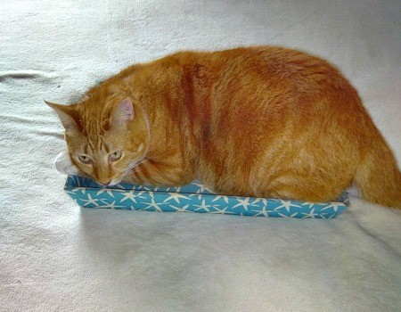 Tae (as in Tae Bo - Orange Tabby) - beautiful orange tabby lying in a shallow blue and white lid or shallow container
