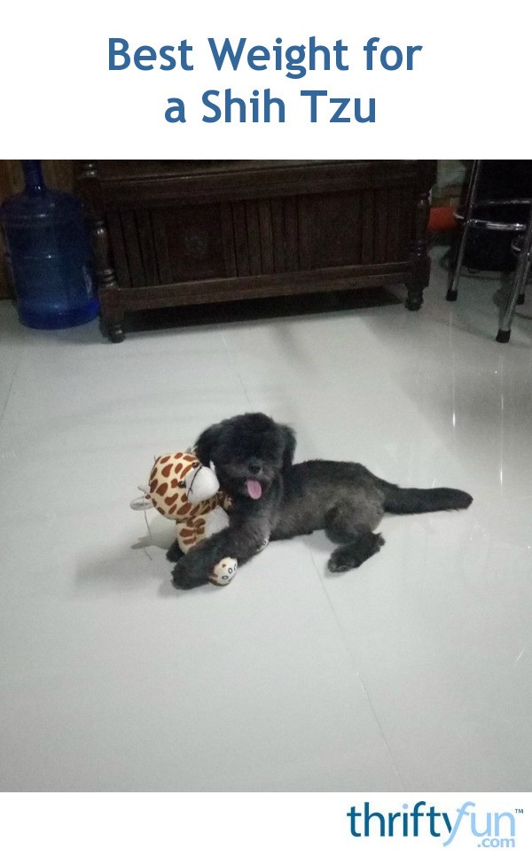 Best Weight for a Shih Tzu? ThriftyFun