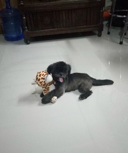 Best Weight for a Shih Tzu - clipped black dog lying on the floor