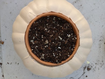 Foam Pumpkin Succulent Planter - place it inside of the pumpkin