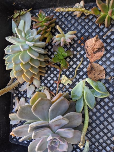 Foam Pumpkin Succulent Planter - collect the succulent cuttings you will be using