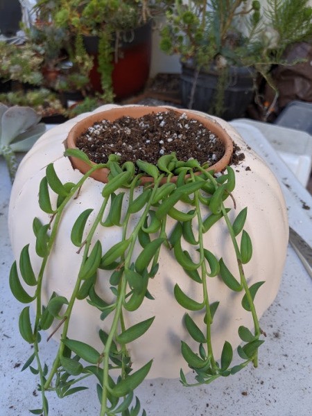 Foam Pumpkin Succulent Planter - string of bananas succulent in the front of the pot