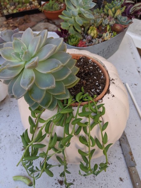 Foam Pumpkin Succulent Planter - add additional succulents