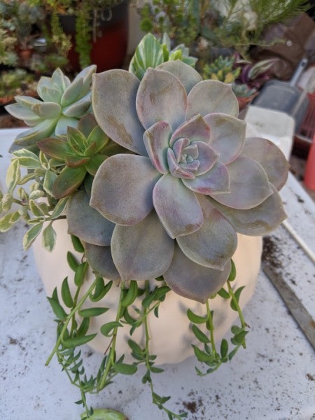 Foam Pumpkin Succulent Planter - large rosette succulent in forefront of the pot