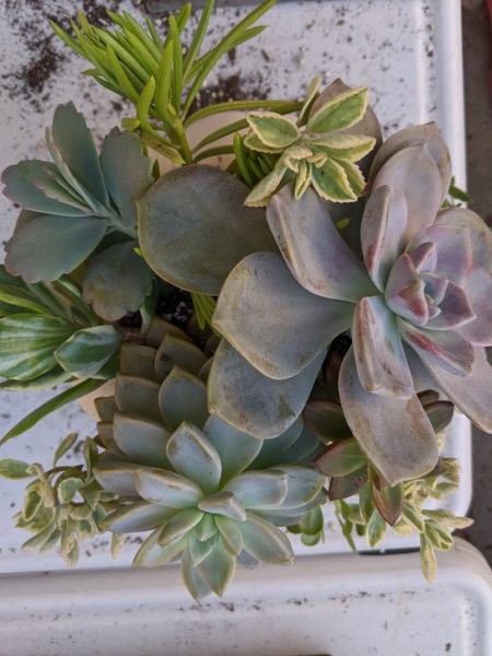 Foam Pumpkin Succulent Planter - looking down on the planting with more succulents added