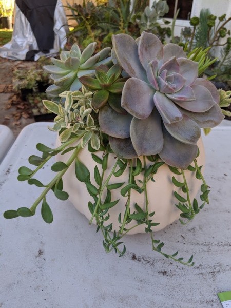 Foam Pumpkin Succulent Planter - finished planting from the front