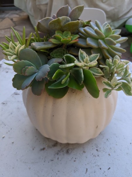 Foam Pumpkin Succulent Planter - back view