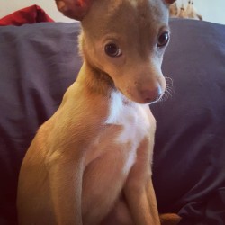 What Is My Chihuahua Mixed With? - cute light brown Chihuahua