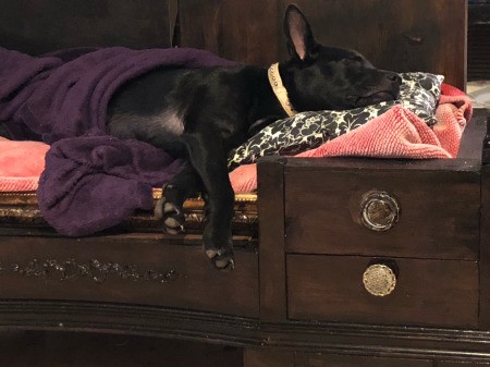 Sassy (Chocolate Lab/Chow Mix) - sleeping puppy