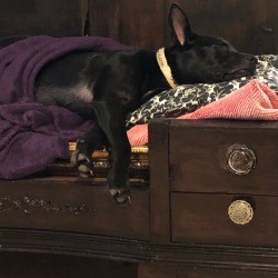 Sassy (Chocolate Lab/Chow Mix) - sleeping puppy