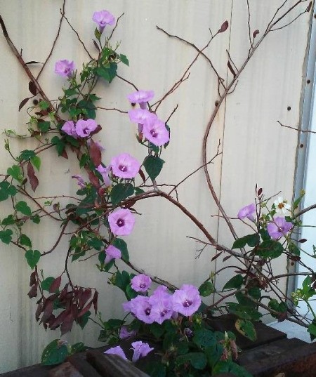 Morning Glories Growing Wild