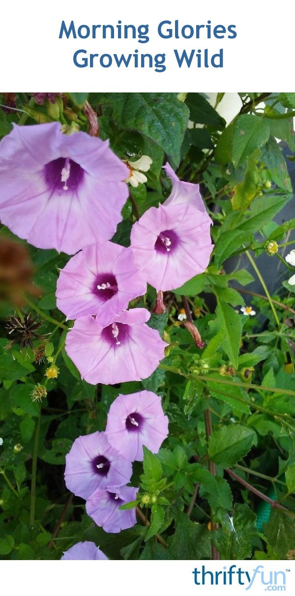 Morning Glories Growing Wild ThriftyFun
