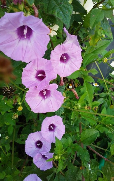 Morning Glories Growing Wild - pretty purple morning glories