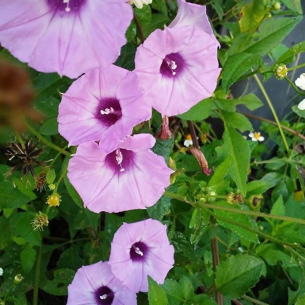 Morning Glories Growing Wild ThriftyFun Morning Glories Growing Wild ThriftyFun