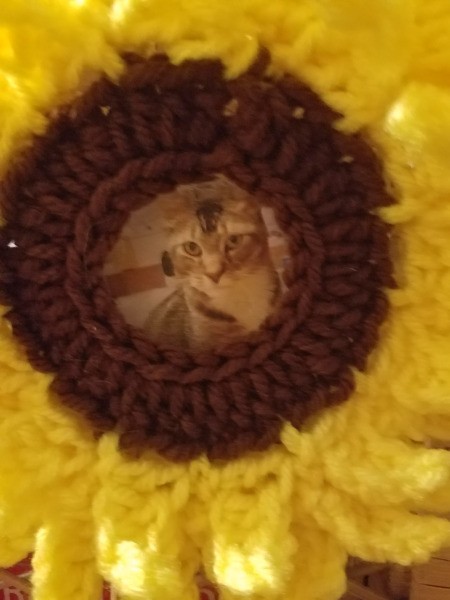 Sunflower Photo Frame - cat photo in sunflower frame
