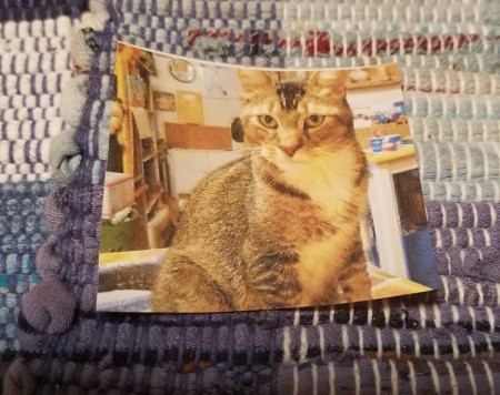 Sunflower Photo Frame - cat photo