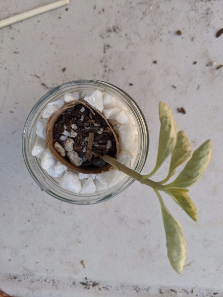 Succulent Jar Centerpiece - first succulent