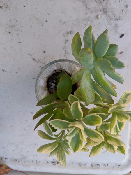 Succulent Jar Centerpiece - continuing to add succulents