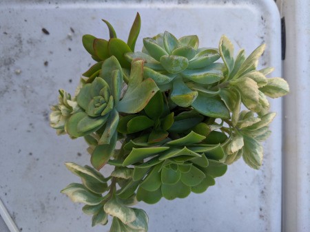 Succulent Jar Centerpiece - arrangement complete