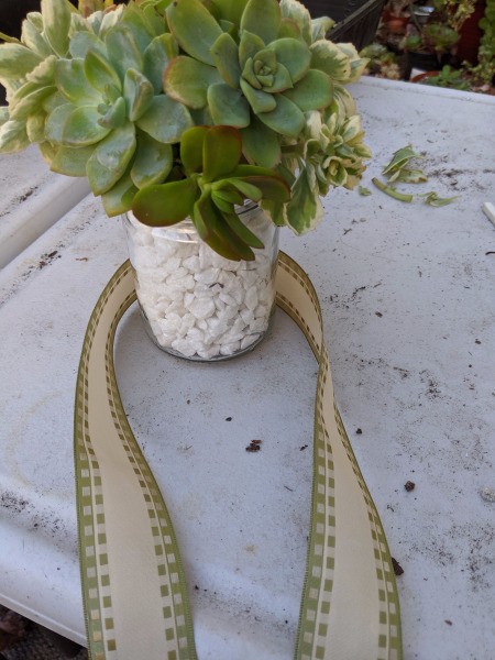 Succulent Jar Centerpiece - ribbon for a bow around the base of the jar