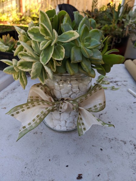 Succulent Jar Centerpiece - finished jar, filled with white rocks, rosette type succulents in different colors, and tied with a white and green patterned ribbon