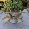 Succulent Jar Centerpiece - finished jar, filled with white rocks, rosette type succulents in different colors, and tied with a white and green patterned ribbon