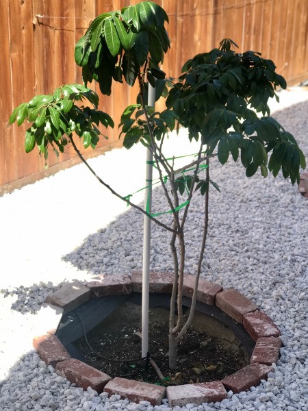 Bricks being used as a tree ring.