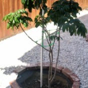 Bricks being used as a tree ring.