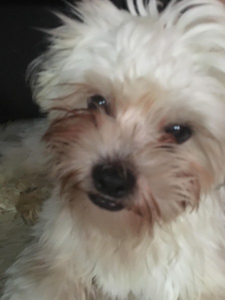 Butterscotch (Shih Tzu) - closeup