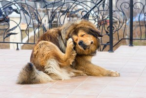 A dog scratching his ears outside.