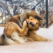 A dog scratching his ears outside.