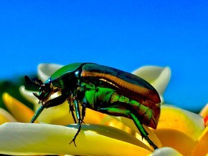 A green June bug on a flower.