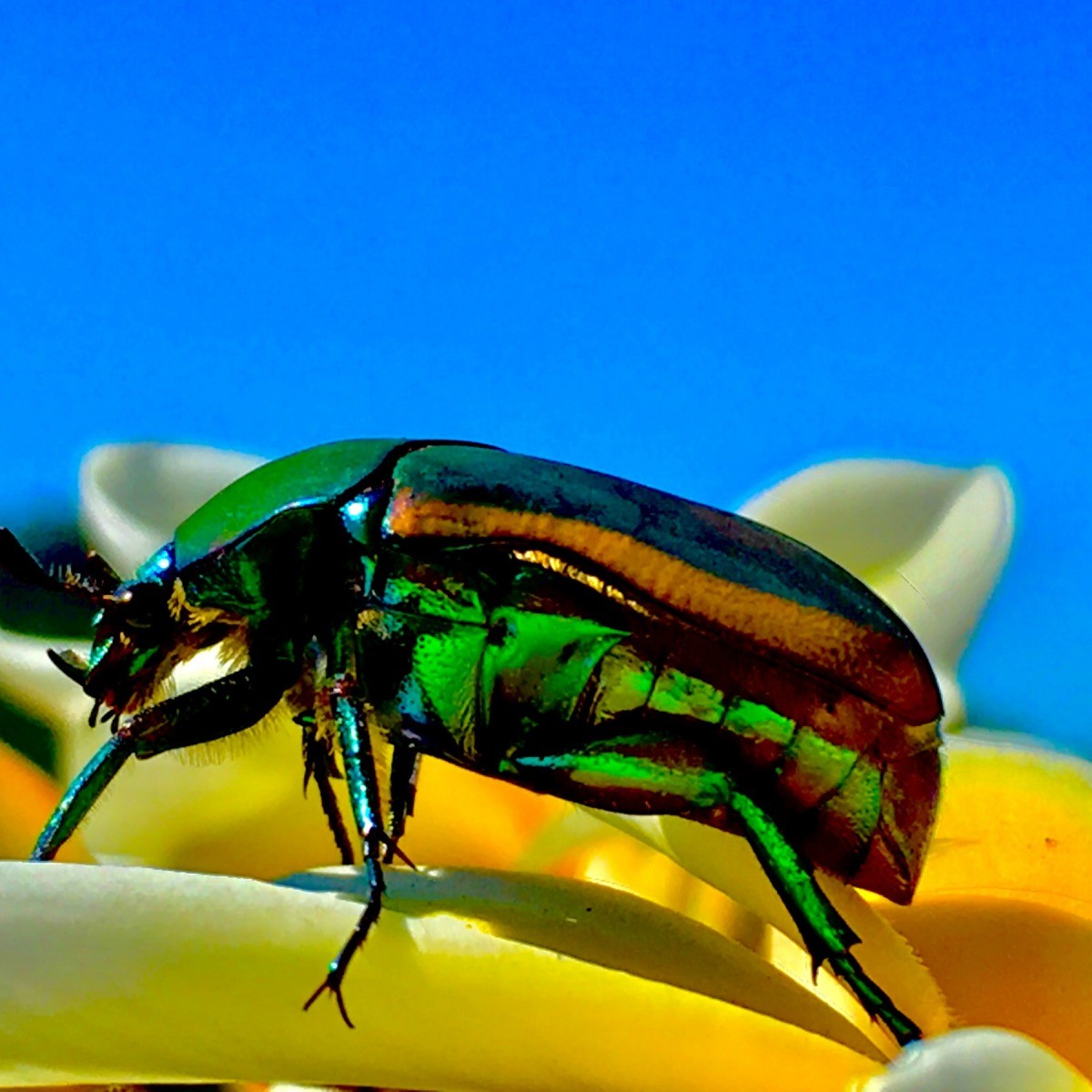 Green June Bug (Cotinis nitida) Photos ThriftyFun
