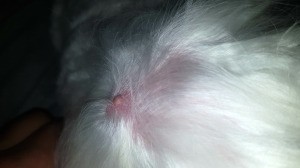 Identifying Lumps on a Dog - raised pink bump